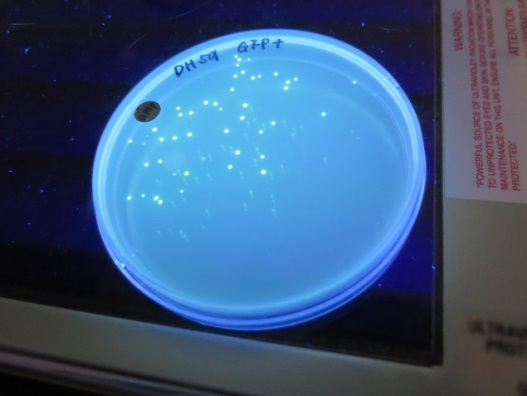 遺伝子型判定のための電気泳動実験の様子